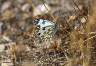 Siirt l Beneklibeyaz (Pontia glauconome)