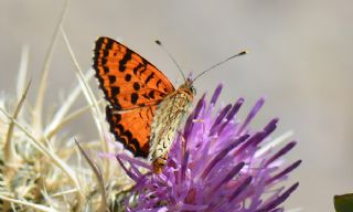 Farsl parhan (Melitaea gina)