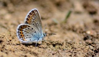 Gm Lekeli Esmergz (Plebejus argus)