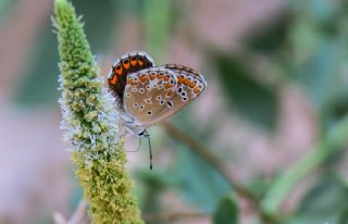 okgzl Esmer (Aricia agestis)