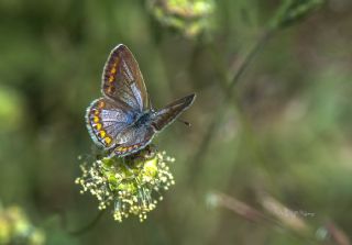 okgzl Mavi (Polyommatus icarus)