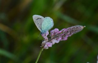 Karagz Mavisi (Glaucopsyche alexis)