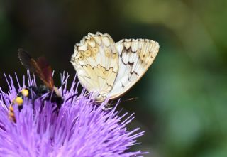 Anadolu Melikesi (Melanargia larissa)