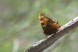 Karaaa Nimfalisi (Inachis polychloros)