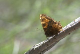 Karaaa Nimfalisi (Nymphalis polychloros)