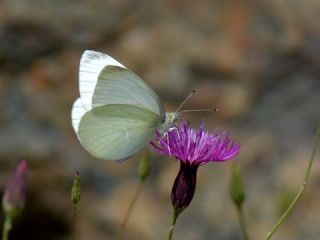Da Beyazmelei (Pieris ergane)