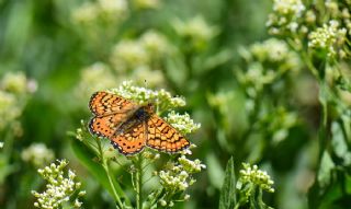 Nazuum (Euphydryas aurinia)