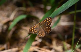 Karanl�k Orman Esmeri&nbsp;(Pararge&nbsp;aegeria)