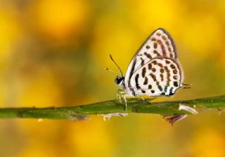 Sardunya Zebrası, Geranyum Bronzu (Cacyreus marshalli)