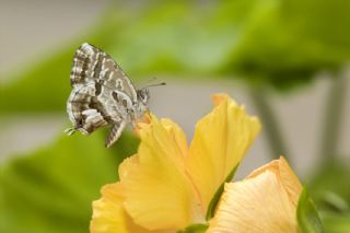 Sardunya Zebras, Geranyum Bronzu (Cacyreus marshalli)