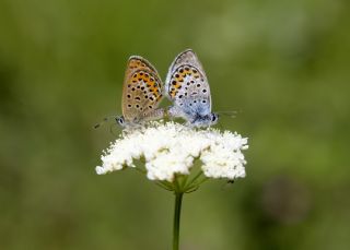 Balkan Kaplanı (Tarucus balkanicus)