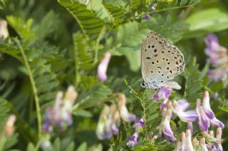 Gümüş Lekeli Esmergöz (Plebejus argus)