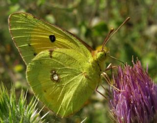 Sar Azamet (Colias croceus)