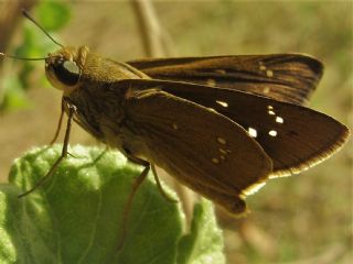 Beyaz illi Kara Zpzp (Pelopidas  thrax)