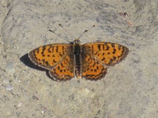 Gzel parhan (Melitaea trivia)