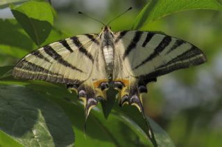 Erik Krlangkuyruk (Iphiclides podalirius)