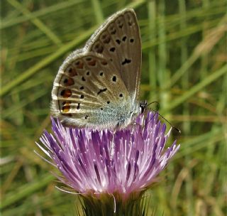 okgzl Meneke Mavisi (Polyommatus thersites)