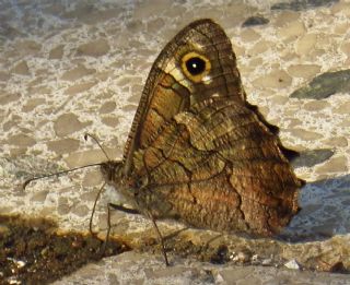 Anadolu Karamelei (Hipparchia fatua)