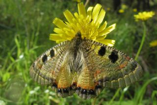 Yalanc Apollo (Archon apollinus)