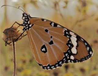 Sultan (Danaus chrysippus)