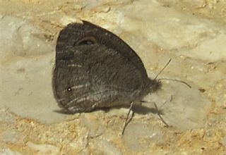 Karagöz (Ypthima asterope)