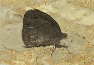 Karagz (Ypthima asterope)