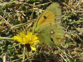 Sar Azamet (Colias croceus)