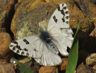 Kk Beneklimelek (Pontia chloridice)