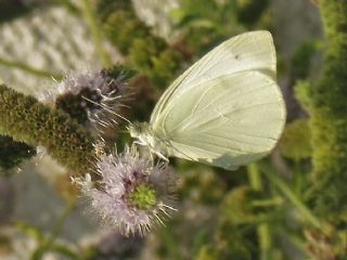 Kk Beyazmelek (Pieris rapae)