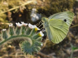 Kk Beyazmelek (Pieris rapae)