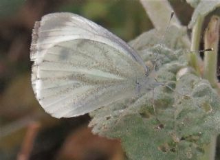 Yalanc Beyazmelek (Pieris pseudorapae)