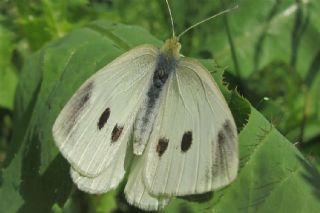 Kk Beyazmelek (Pieris rapae)