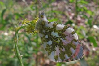 Turuncu Ssl (Anthocharis cardamines)