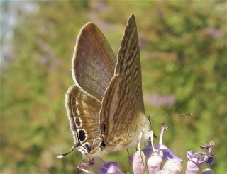 Lampides (Lampides boeticus)
