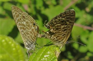Mavi Zebra (Leptotes pirithous)