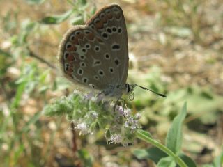 okgzl Mavi (Polyommatus icarus)