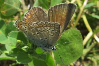 okgzl Mavi (Polyommatus icarus)