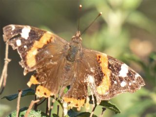 Atalanta (Vanessa atalanta)