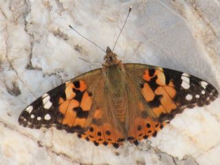 Diken Kelebei (Vanessa cardui)