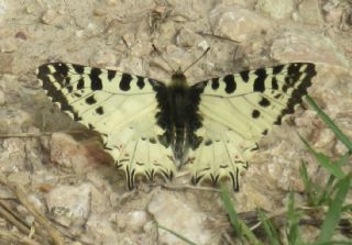 Orman Fistosu (Allancastria  cerisyi)