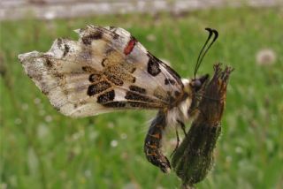 Orman Fistosu (Allancastria  cerisyi)