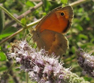 Kk Zpzp Perisi (Coenonympha pamphilus)
