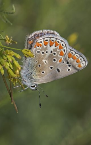 okgzl Meneke Mavisi (Polyommatus thersites)