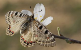 Yalanc Apollo (Archon apollinus)