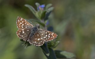 Ege Zpzp (Pyrgus melotis)