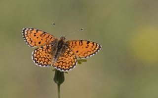 Hatayl parhan (Melitaea collina)