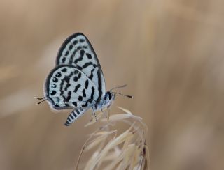 Balkan Kaplan (Tarucus balkanicus)