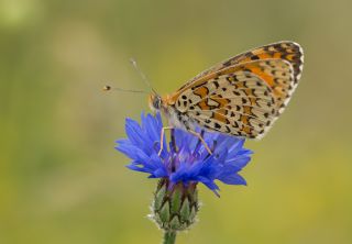 Gzel parhan (Melitaea trivia)