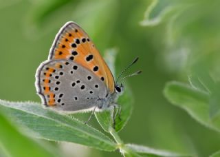 Kk Ate Gzeli (Lycaena thersamon)