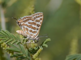 eytanck (Cigaritis acamas)